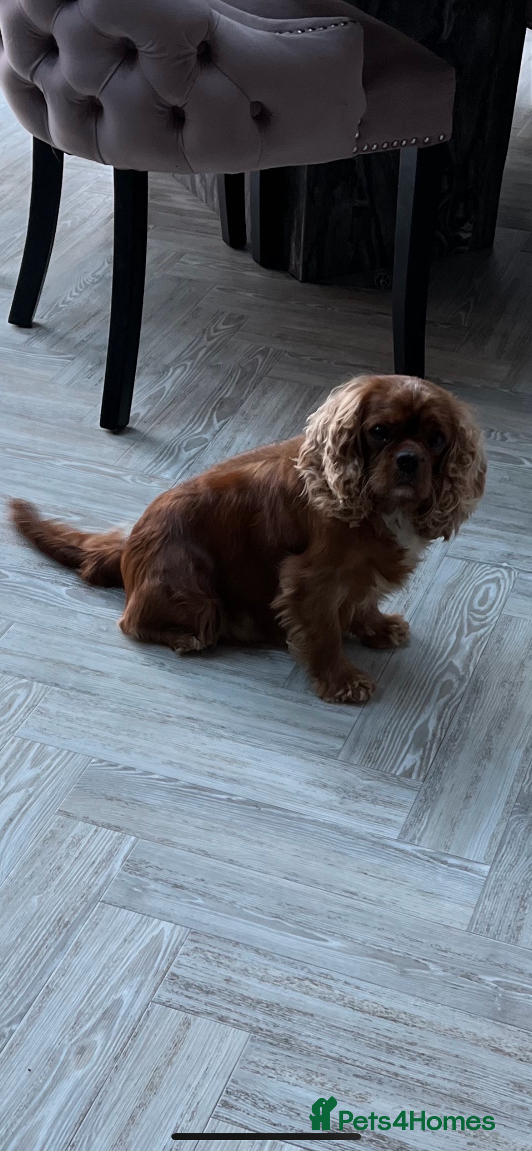Cavalier King Charles Spaniel dogs for sale: Genuine sale of my 2 cavaliers (speyed) - Advert 3