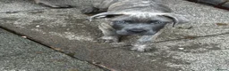 Cane Corso dogs for sale: Reduced!  2 Adorable Cane Corso Puppies 🐶🐾🐾 - Advert 3