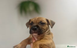 Staffordshire Bull Terrier dogs for sale: Red Staffordshire bull terrier puppies ❤️🐾 - Image 17