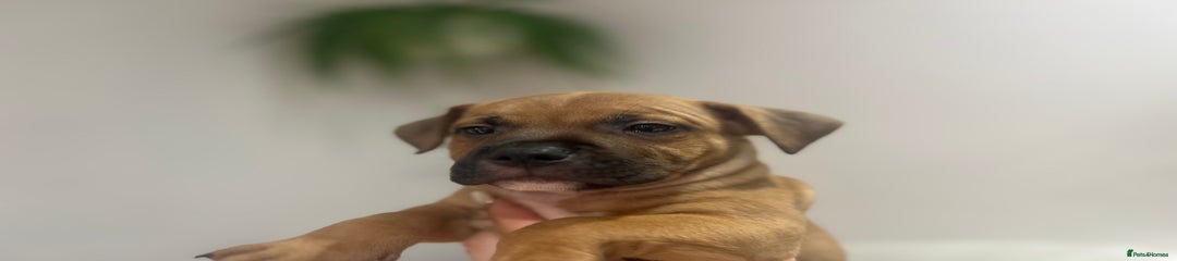 Staffordshire Bull Terrier Puppy 1