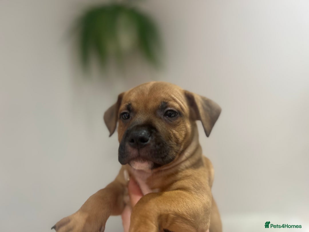 Staffordshire Bull Terrier dogs for sale: Red Staffordshire bull terrier puppies ❤️🐾 - Image 17