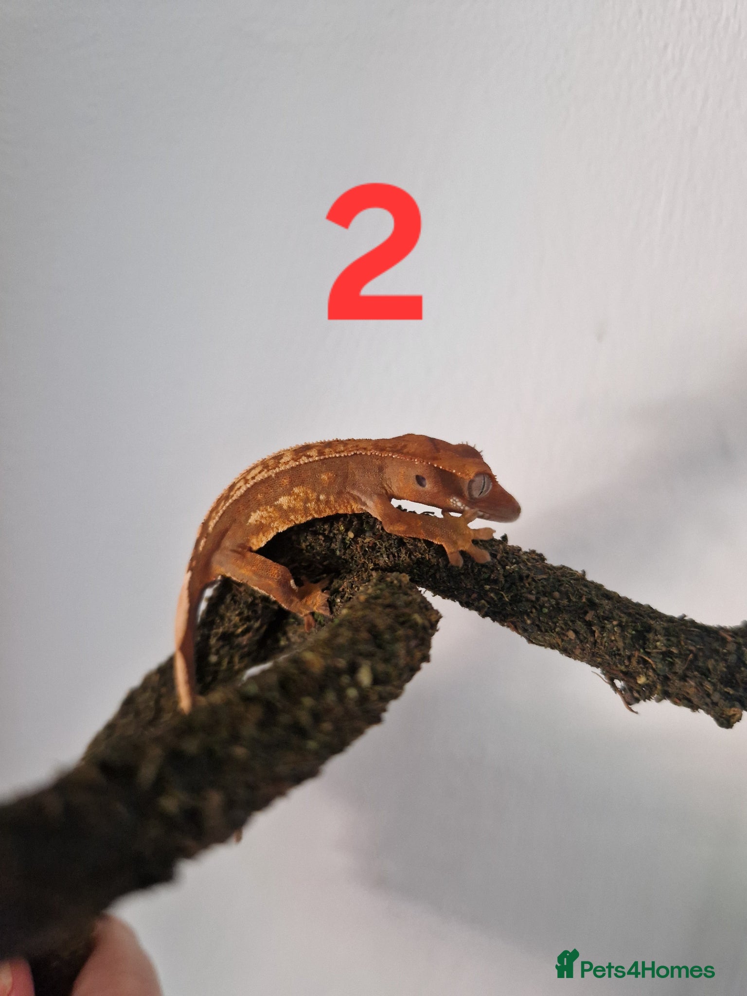 Gecko reptiles for sale: Juvenile crested geckos - Advert 7