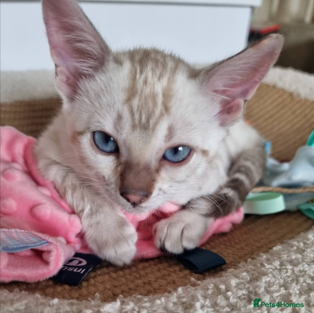 Bengal cats Stunning TICA Registered Bengal Kittens - Advert 1