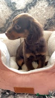Cockapoo dogs Amazing choc cockerpoo pups for sale READY NOW - Advert 3