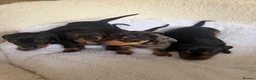 Dachshund dogs for sale: Miniature Dascshund smooth hair puppy’s  in Ilminster - Advert 10