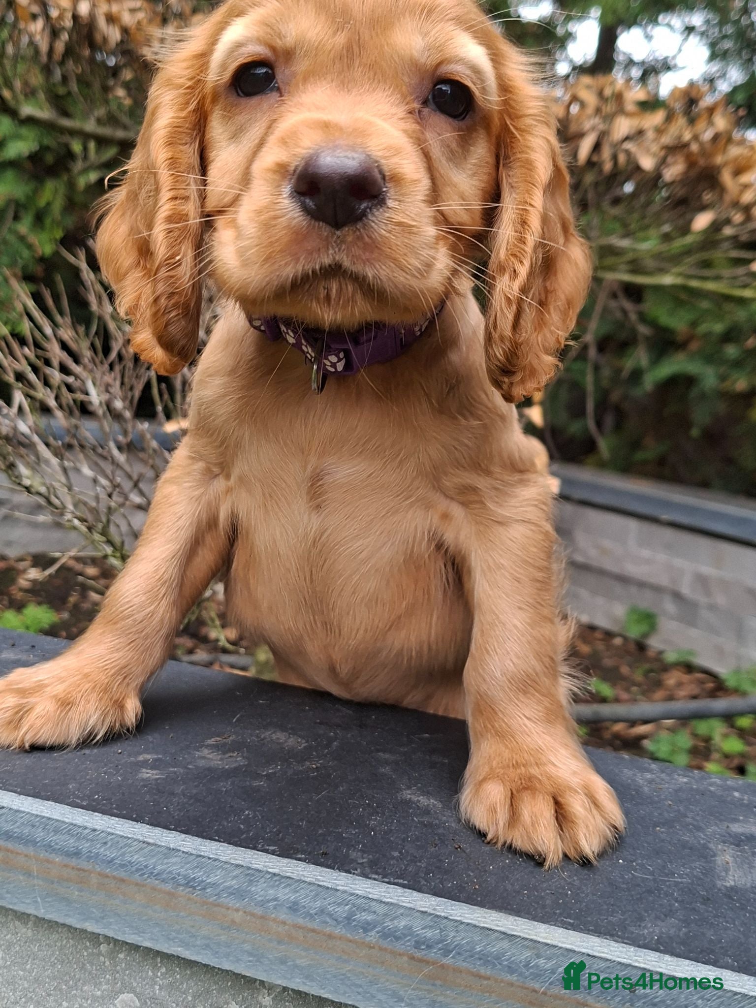 Cocker Spaniel dogs Kc reg hereditary clear working cocker spaniels - Advert 2