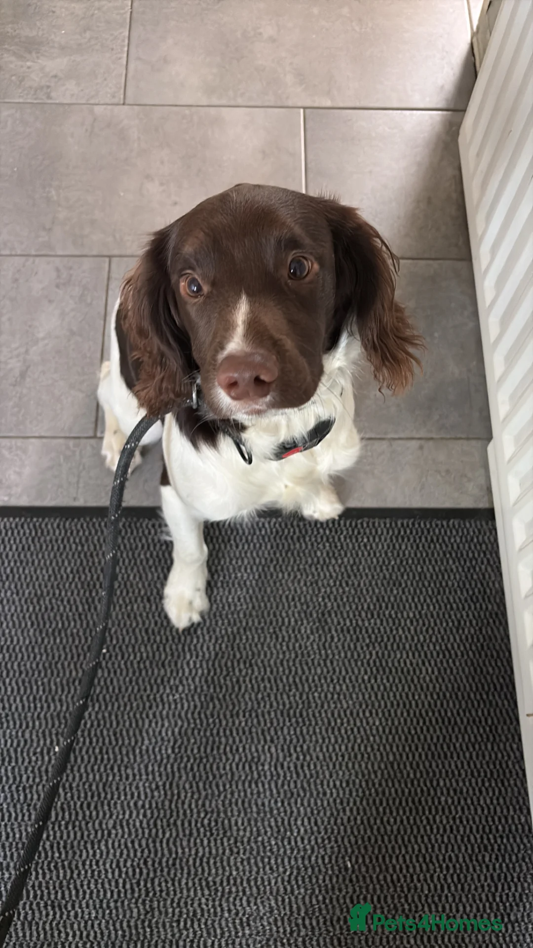 English Springer Spaniel dogs for sale: 6 month old pup for sale  - Advert 2