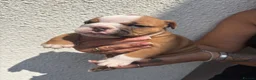 English Bulldog dogs for sale: STUNNING TRADITIONAL ENGLISH BULLDOG - Advert 16