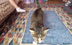 Mixed Breed cats for adoption: TOM a friendly & proud boy who needs a Loving Home - Advert 17