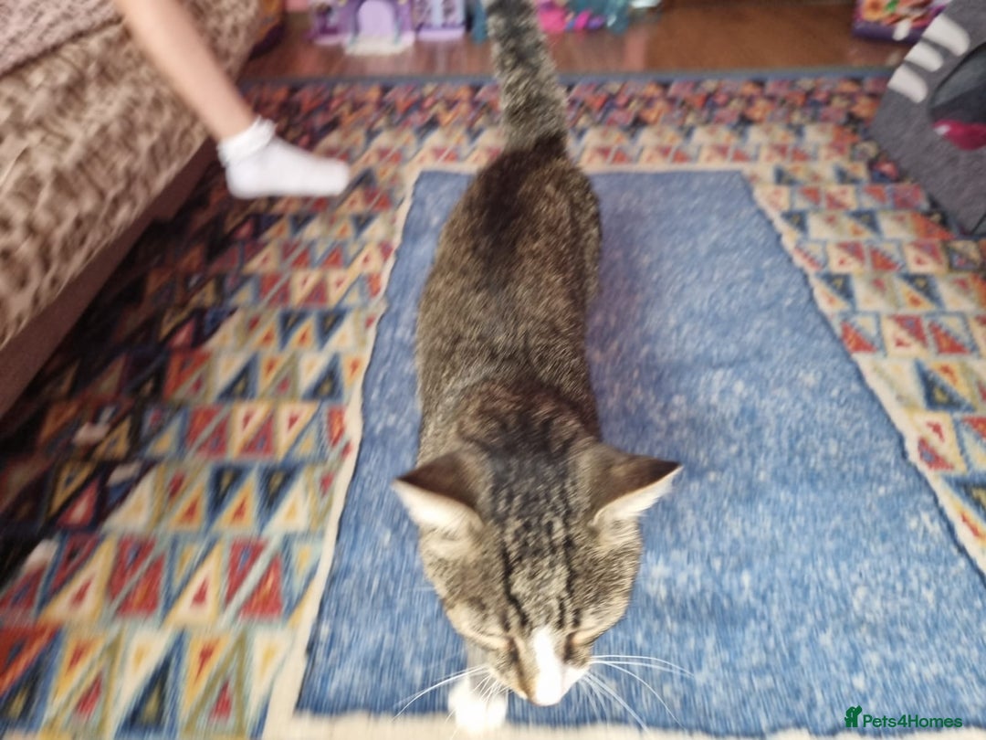 Mixed Breed cats for adoption: TOM a friendly & proud boy who needs a Loving Home - Advert 17