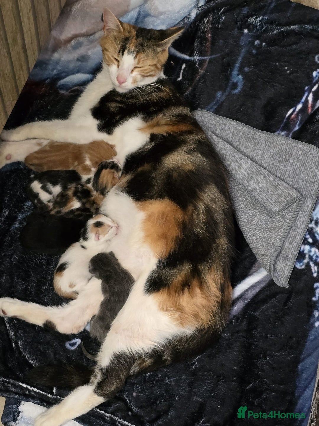 British Shorthair cats for sale: Baby  - Image 4