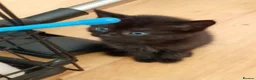 Mixed Breed cats for sale: Kay mcdonald - Advert 4
