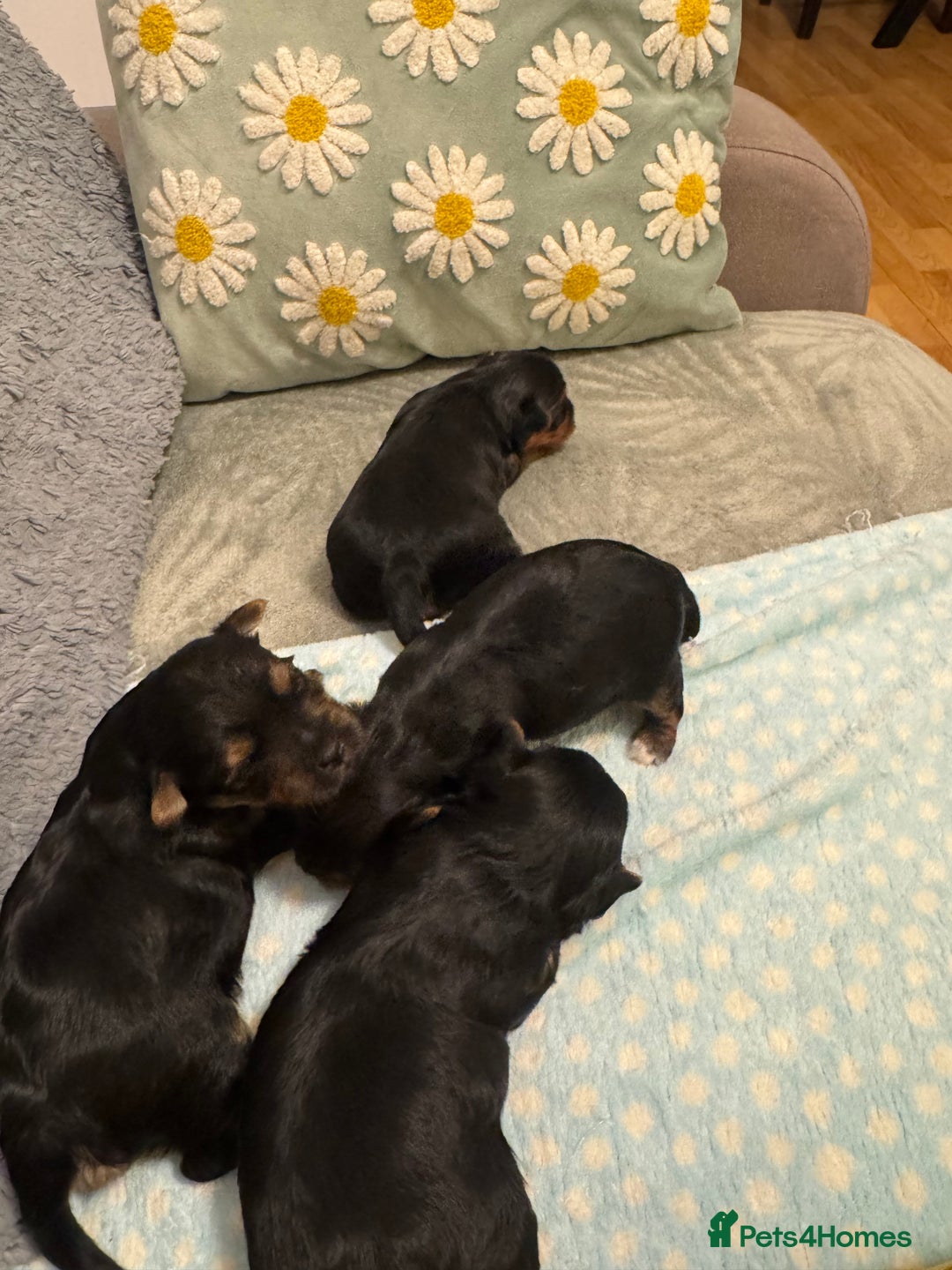 Yorkshire Terrier dogs for sale: YORKSHIRE TERRIER 3 BOYS 1 GIRL  - Image 4