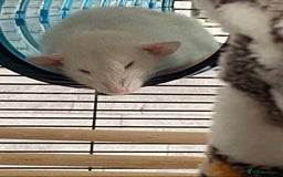 Rat rodents for sale: Female rats and cage for sale  - Image 4