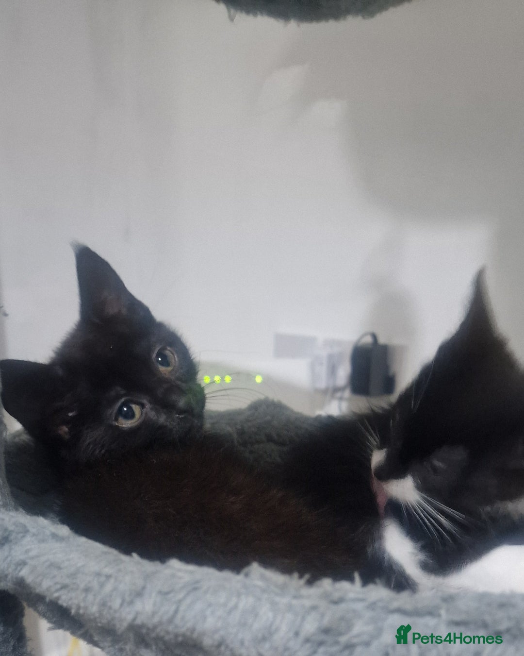 Domestic Shorthair cats for sale: Kittens - Image 5