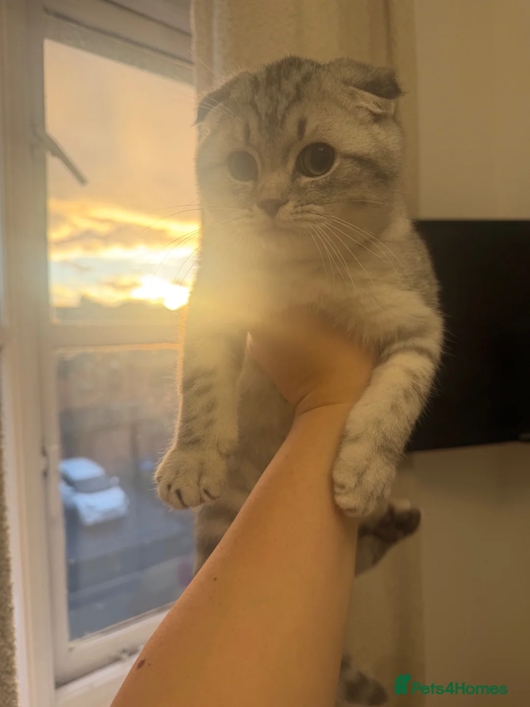 Scottish Fold cats for sale: Scottish fold x British shorthair pedigree  - Advert 2
