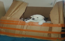 Akita dogs for sale: 7 absolutely gorgeous American Akita pups - Image 1