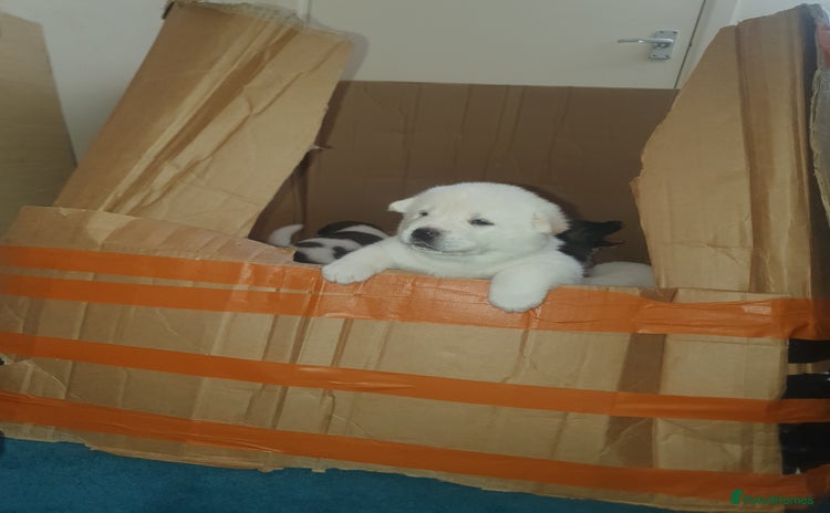 Akita dogs - Advert 1