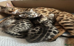 Bengal cats for sale: Beautiful Cross Bengal Kittens - Image 1