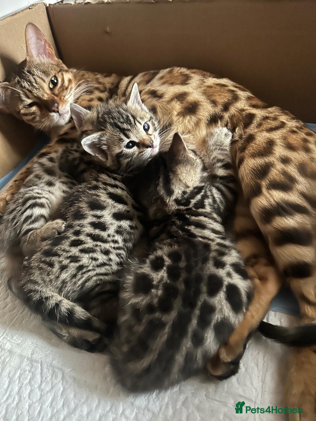 Bengal cats for sale: Beautiful Cross Bengal Kittens - Image 1