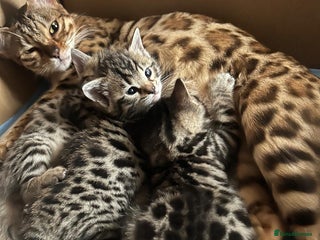 Bengal cats - Advert 1