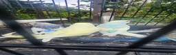 Budgerigars birds for sale: Baby budgies for sale  in Waltham Abbey - Advert 11