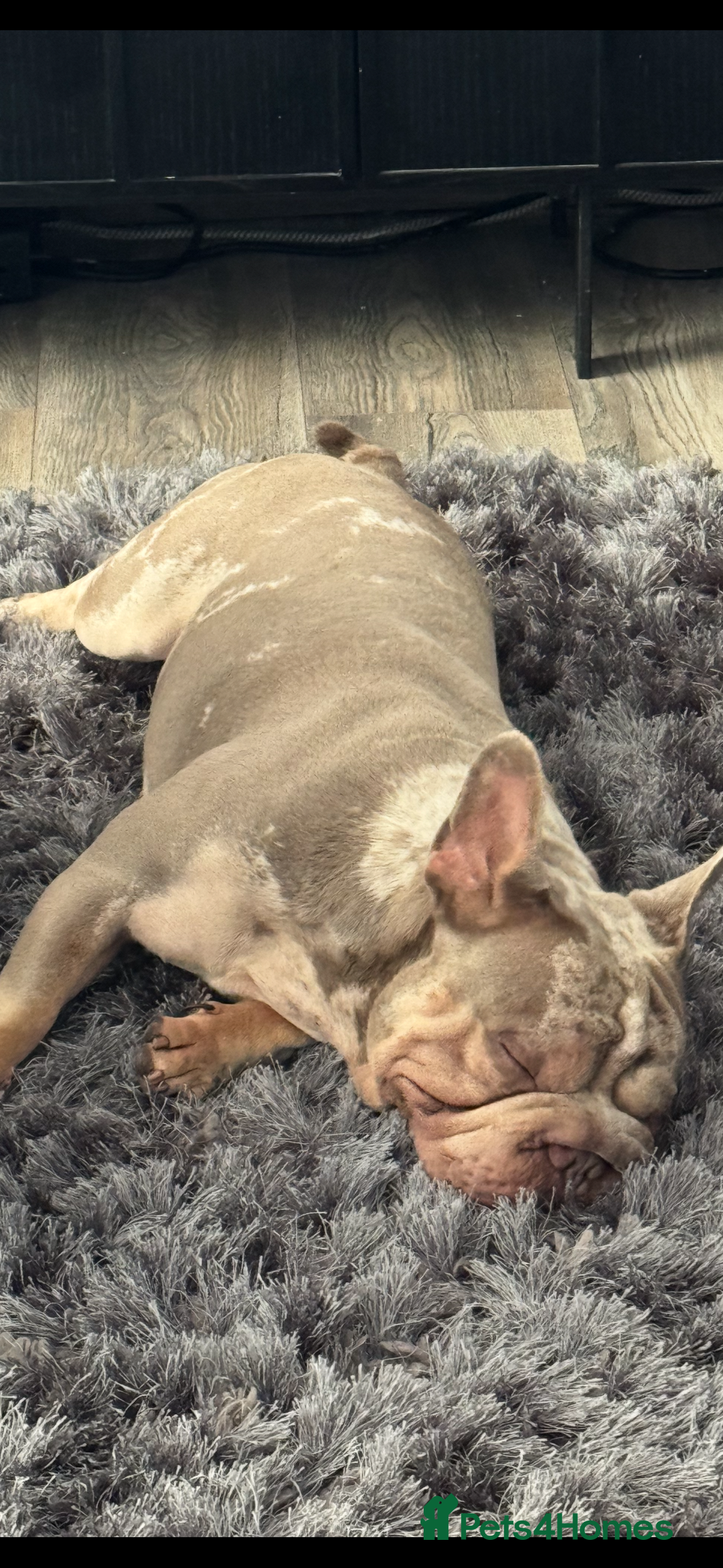 French Bulldog dogs for sale: Fluffy French bulldog and big rope French bulldog - Image 8