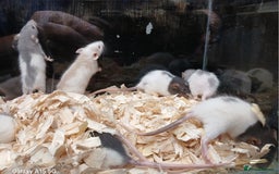 Rat rodents for sale: Baby Dumbo Rats Females  - Image 3