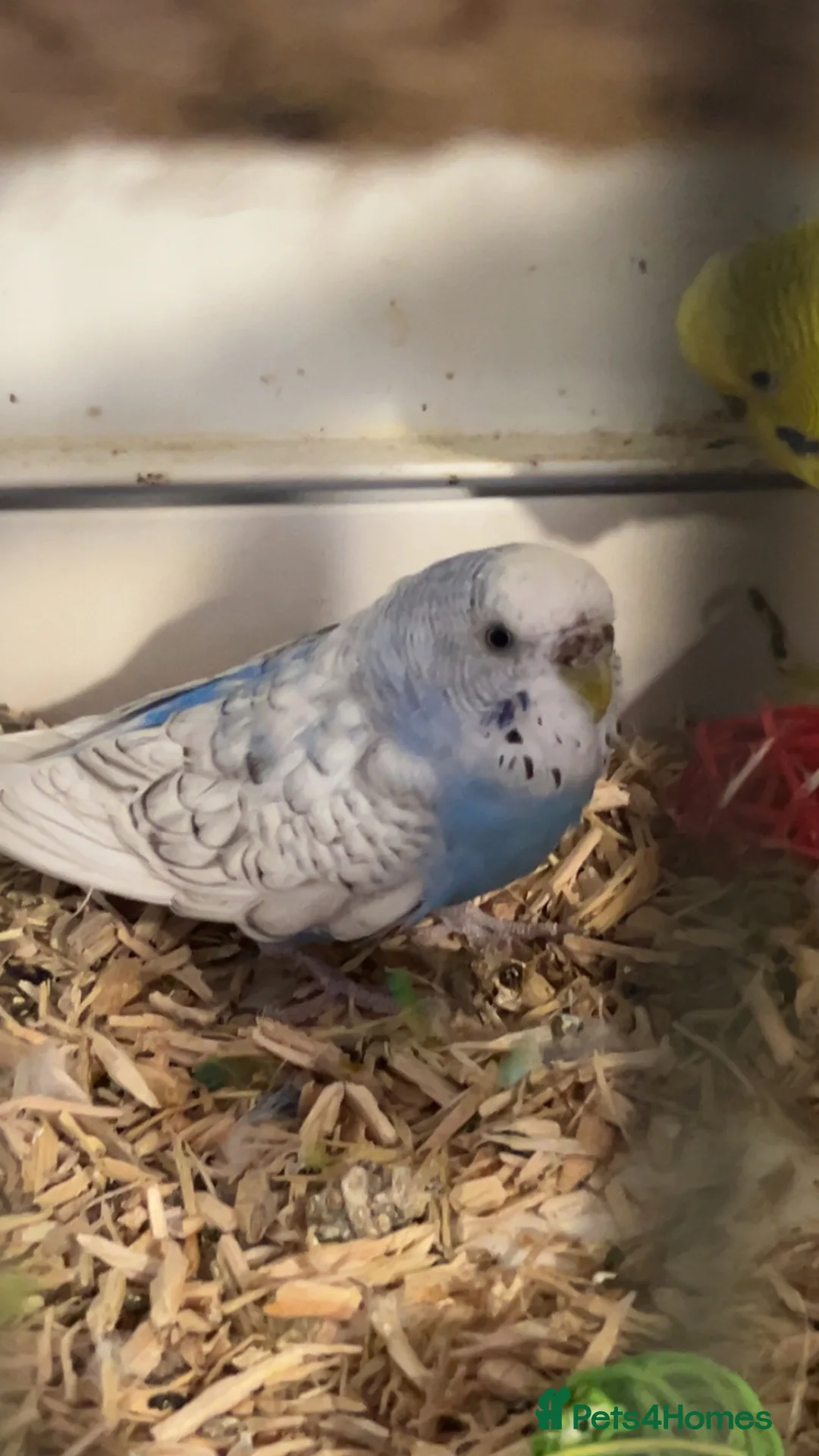 Budgerigars birds for sale: Budgies mixed - Advert 7