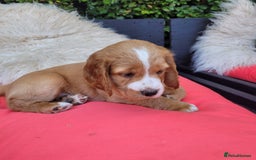 English Springer Spaniel dogs for sale: Lovely English Springer Spaniel boy - Image 6