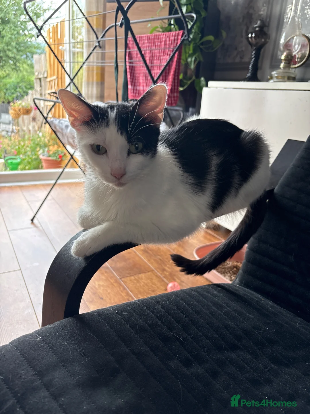 Mixed Breed cats for sale: 2 boys 1 girl  - Advert 1