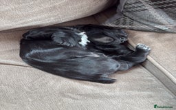 Cocker Spaniel dogs for sale: Working Cocker Spaniel Puppies – 1 Boys Available - Image 3