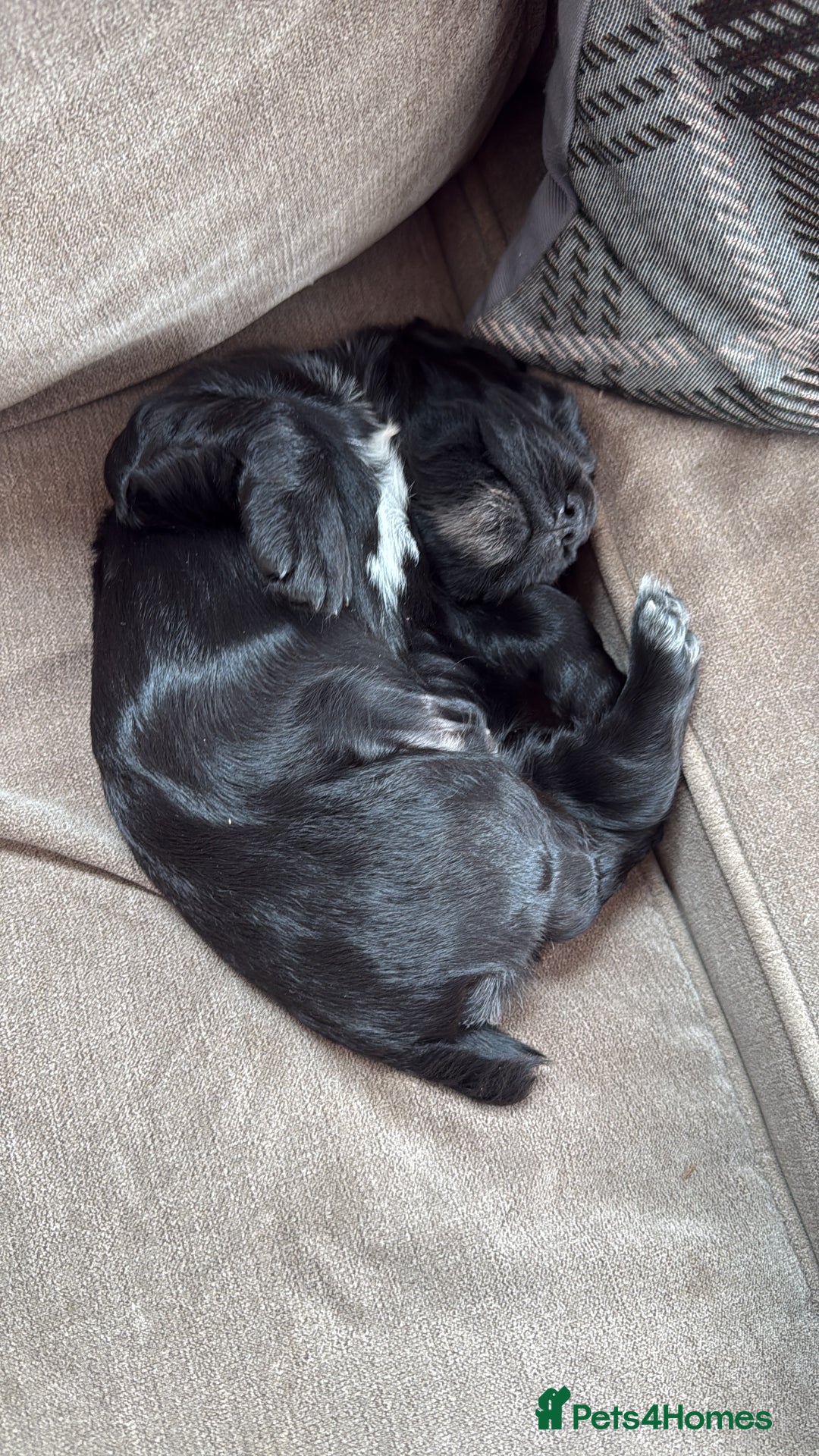 Cocker Spaniel dogs for sale: Working Cocker Spaniel Puppies – 1 Boys Available - Image 3
