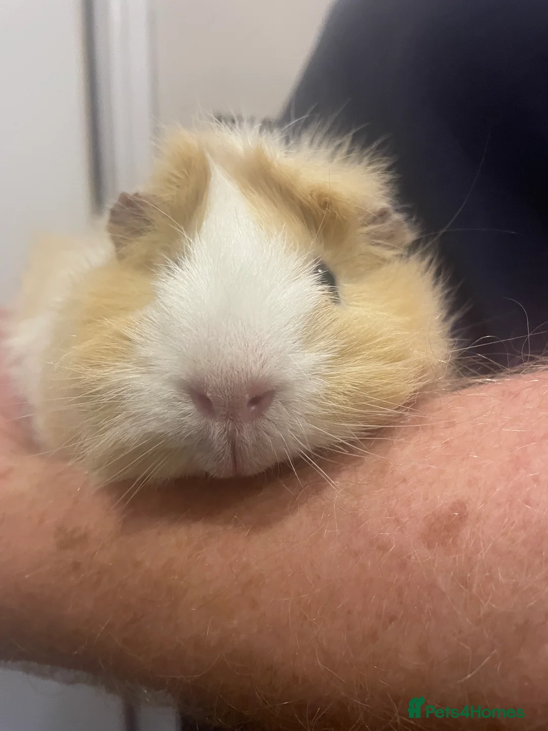 Guinea Pig rodents for sale: 3 Male Guinea pigs 15 months old - Advert 4