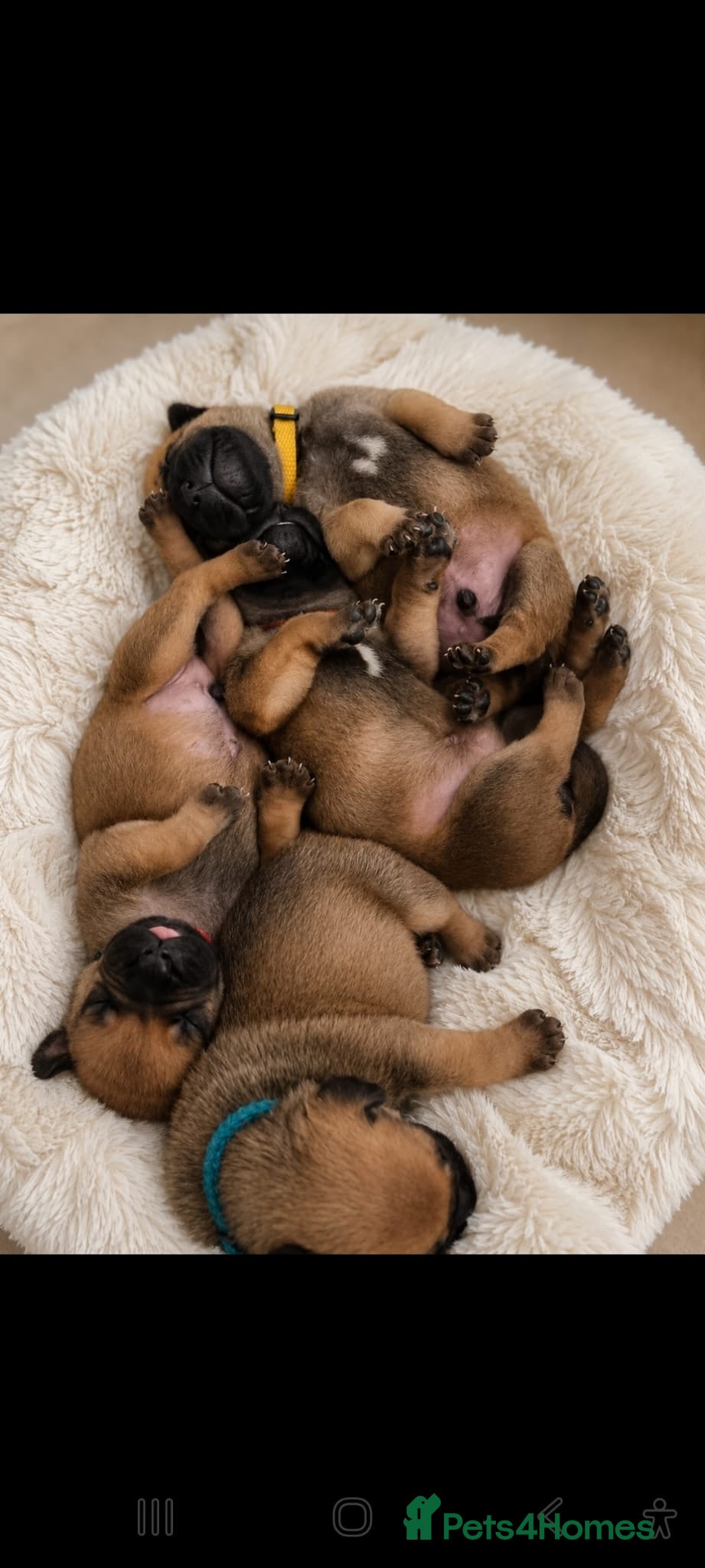 Bullmastiff dogs Bullmastiff Puppies Available - Advert 5