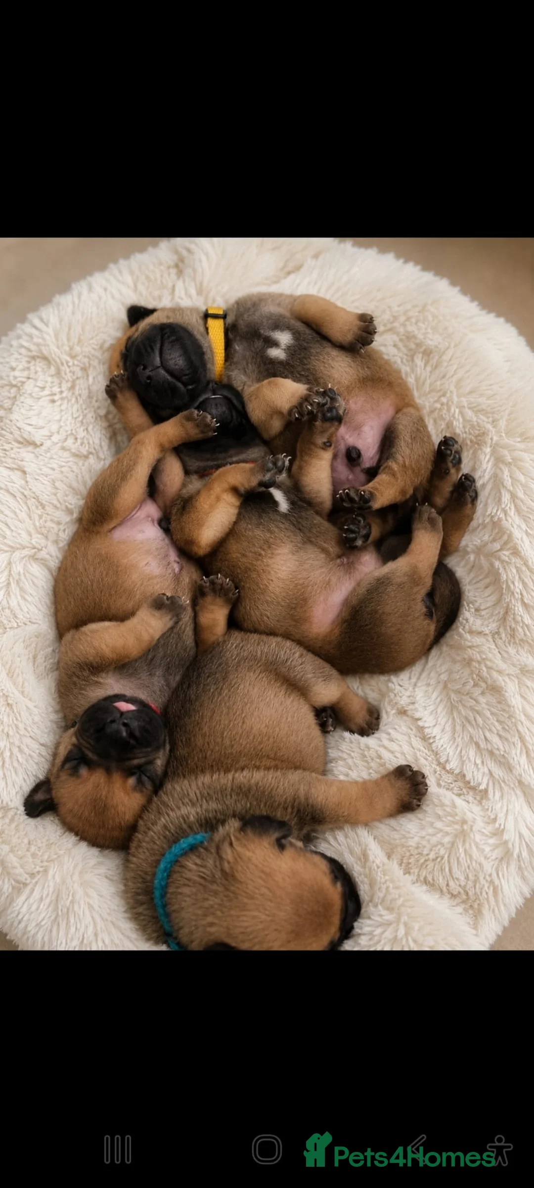 Bullmastiff dogs for sale: Bullmastiff Puppies Available - Advert 1