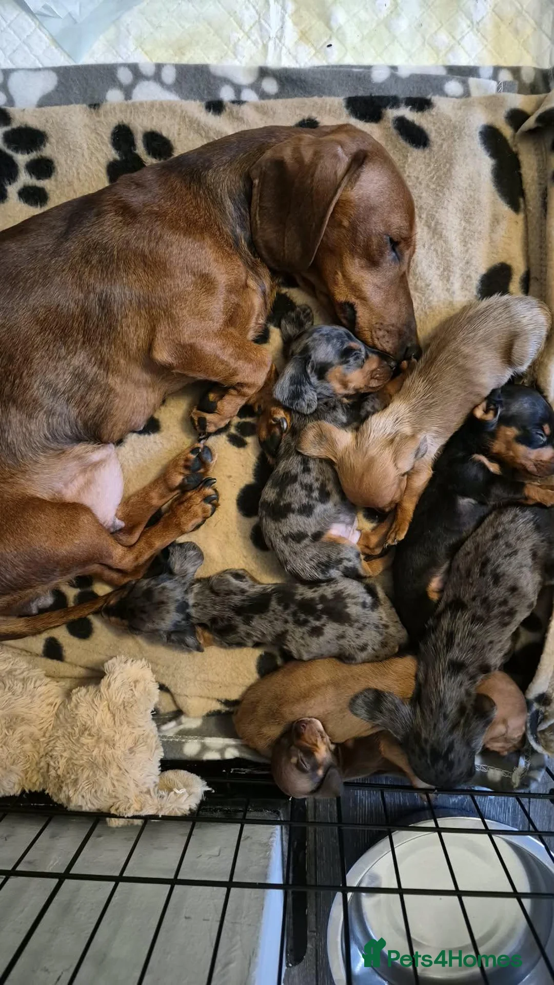 Miniature Dachshund dogs for sale: Dachsund puppies ready end of oct  - Advert 19