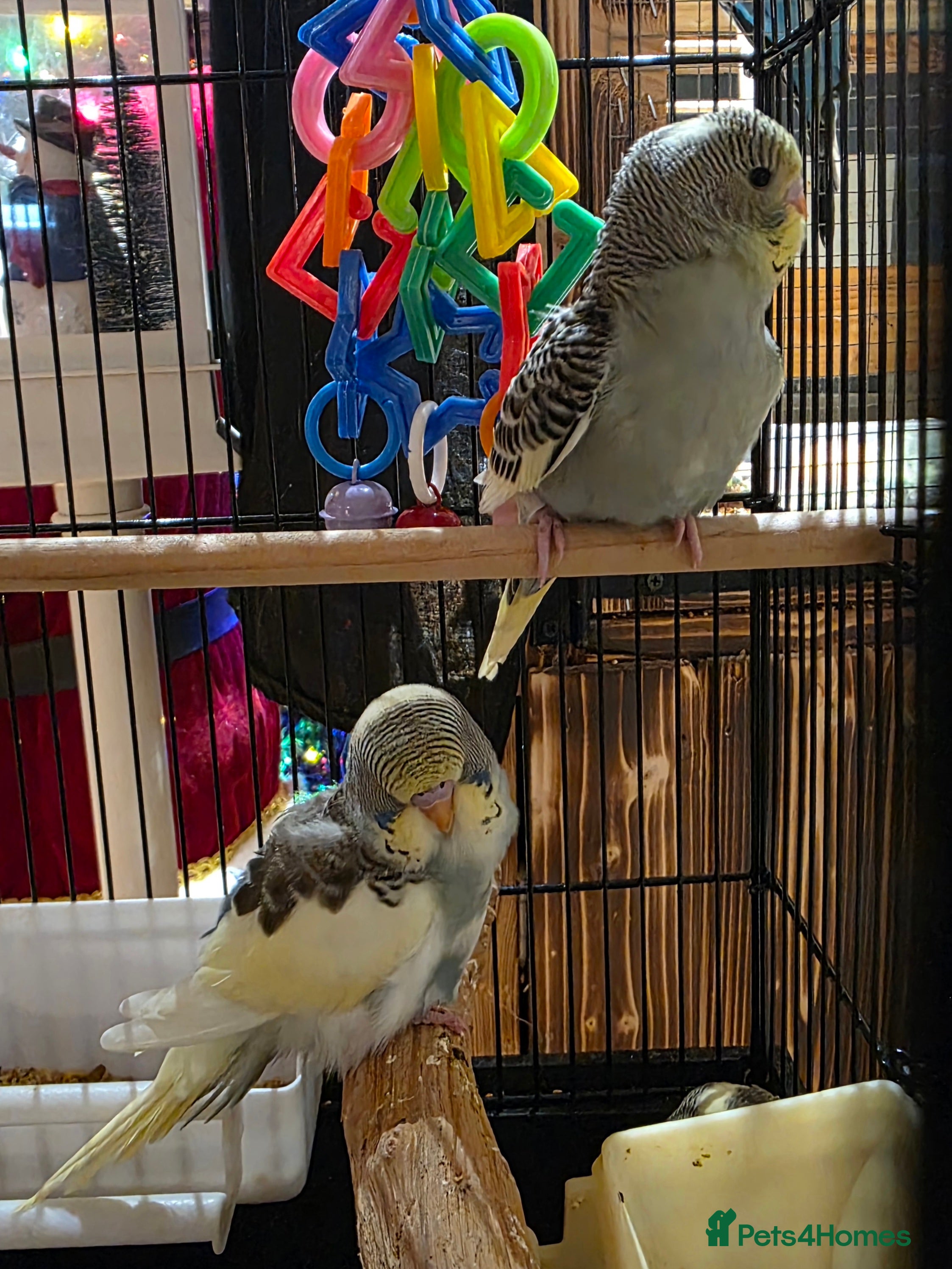 Budgerigars birds Baby budgies ready  - Advert 4