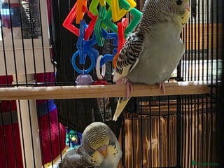 Budgerigars birds Baby budgies ready - Advert 17