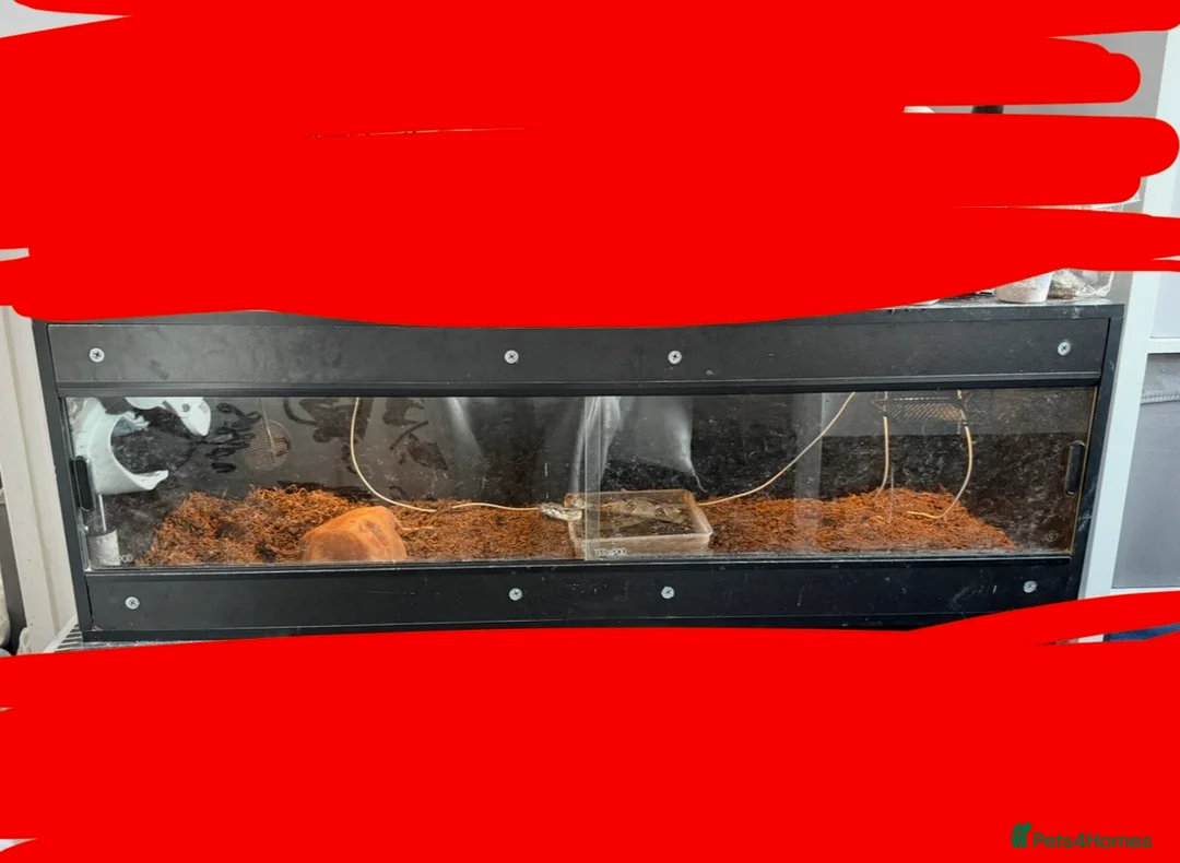 Boa Snake reptiles for sale: Boa And vivarium  - Advert 2