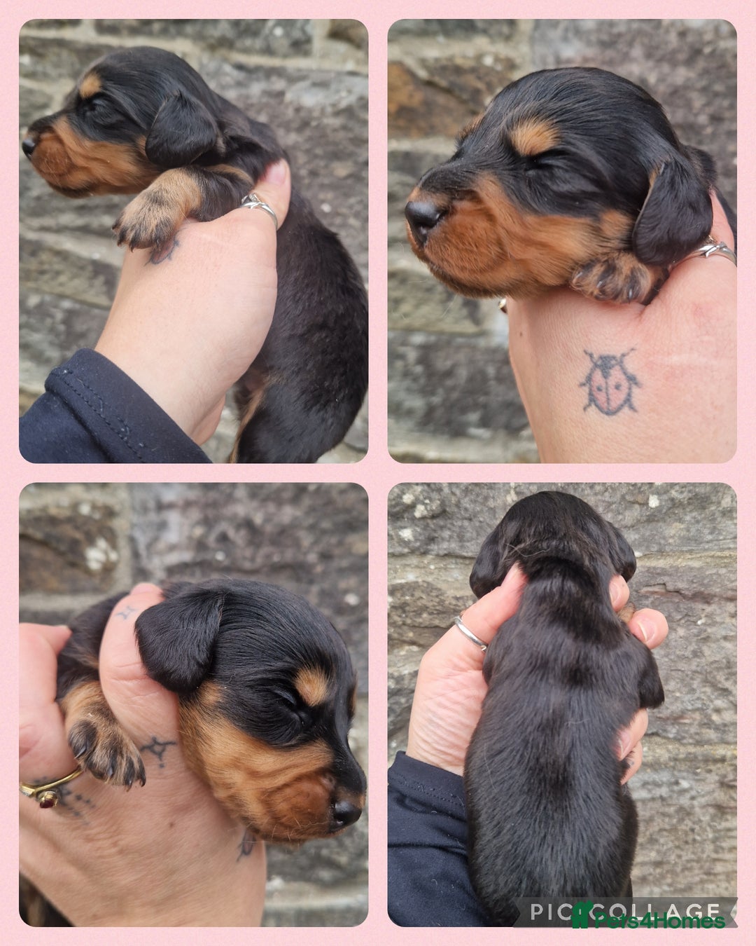 Miniature Dachshund dogs for sale: KC REG LONG HAIR MINIATURE DACHSHUNDS  - Image 2