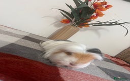 Guinea Pig rodents for sale: Female guinea pigs  - Image 3