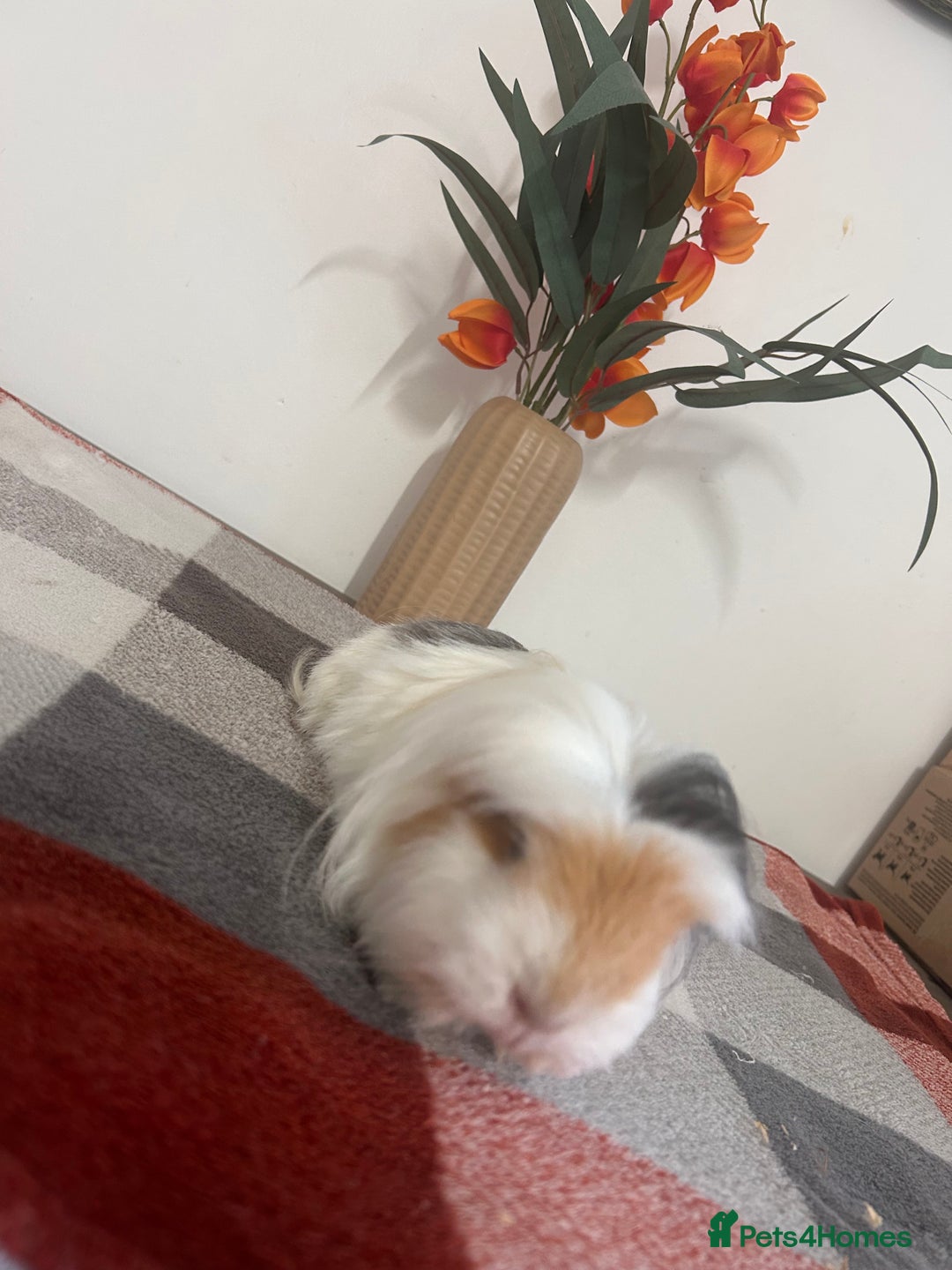 Guinea Pig rodents for sale: Female guinea pigs  - Image 3