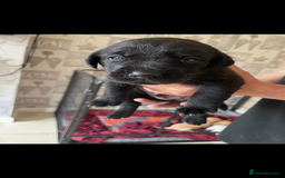 Labrador Retriever dogs for sale: Labrador puppies  - Image 12