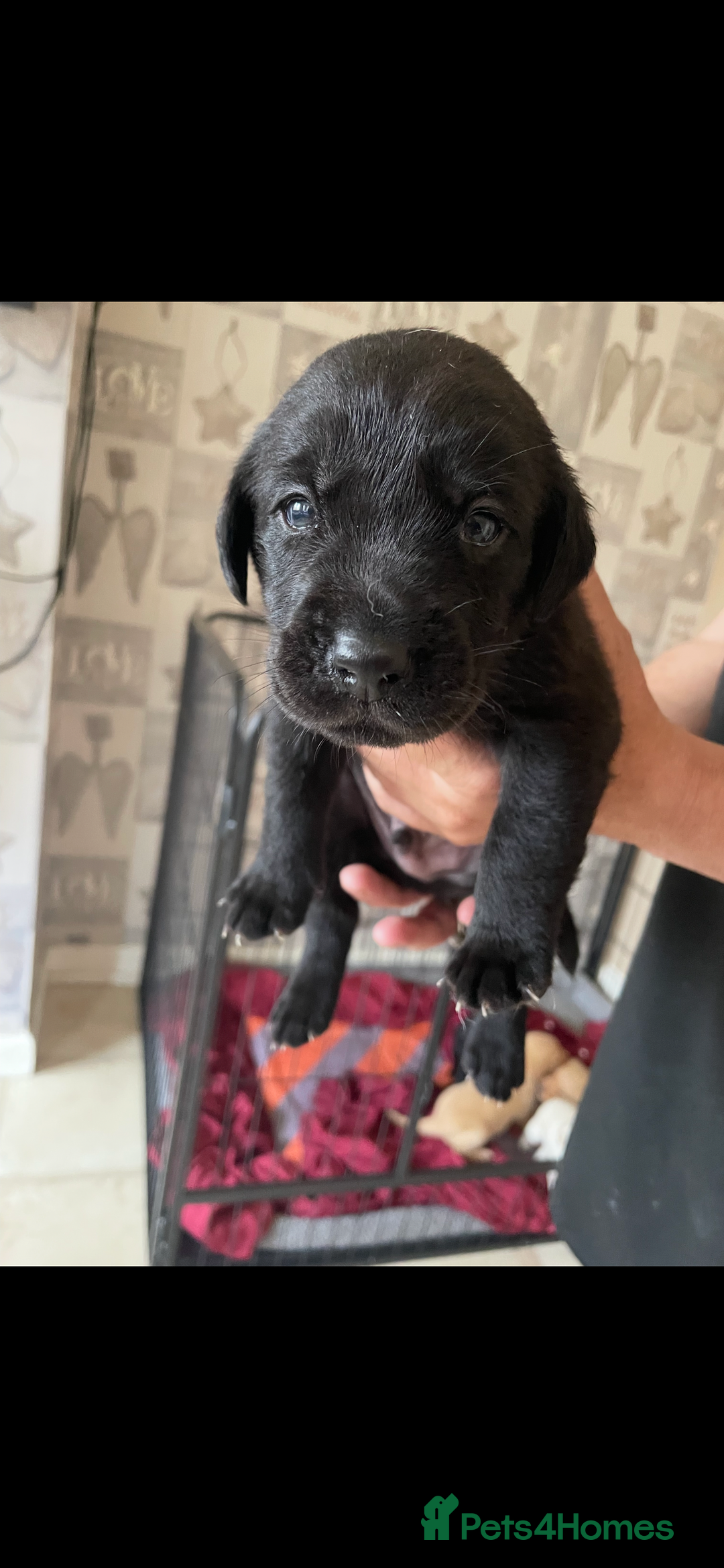 Labrador Retriever dogs for sale: Labrador puppies  - Image 12