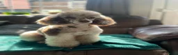 Poodle dogs for sale: Miniature poodle pups dna clear merle and apricot in Alford - Advert 22