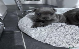 Staffordshire Bull Terrier dogs for sale: Staffordshire Bull Terrier Puppies - Image 2