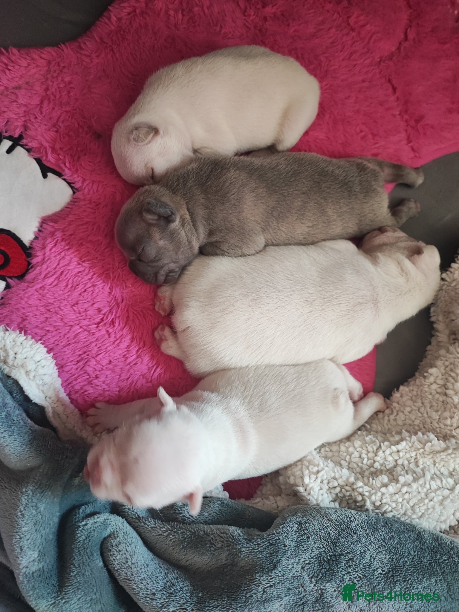French Bulldog dogs for sale: french bulldog puppies in Nottingham - Advert 6