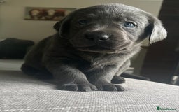 Labrador Retriever dogs for sale: Stunning litter of Silver & Charcoal Lab pups  - Image 5