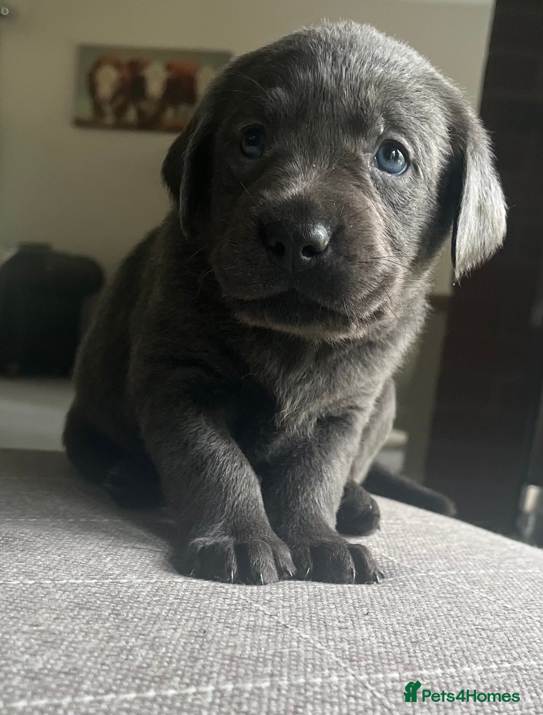 Labrador Retriever dogs for sale: Stunning litter of Silver & Charcoal Lab pups  - Image 5